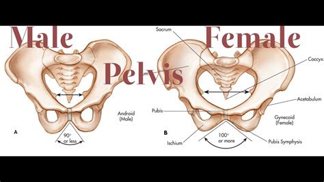 It is also where the reproductive organs and. Male Pelvis VS Female Pelvis - YouTube