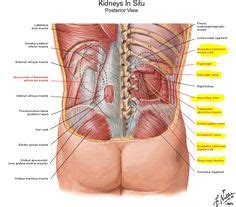 A large organ in the body which cleans the blood and produces bile (a bitter yellow liquid which helps to digest fat). Human Organs Diagram Back View | Health and Wellbeing ...