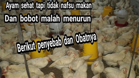 Antara penyebab utamanya adalah gagal mengawal nafsu makan. Cara menangani ayam tidak nafsu makan berikut penyebab dan ...