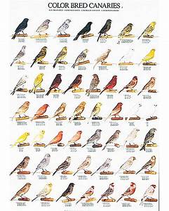 Canary Color Bred Identification Poster Part 1 By Van Keulen Canary