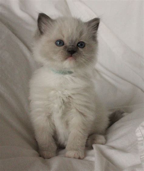 Supreme cattery of excellence its important that your kitten not only come from lines that are healthy but that they are raised in. Ragdoll Cat Adoption Colorado