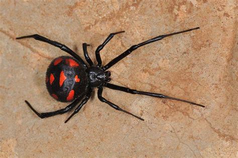 How is a black widow spider bite treated? Does the Black Widow Spider Kill her Mate? | Pitara Kids ...