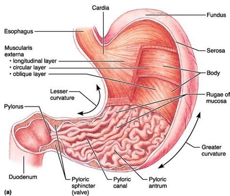 Using the international anatomical terminology. Stomach-Gross Anatomy | Stomach diagram, Anatomy ...