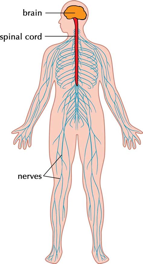 The central nervous system (cns) represents the largest part of the nervous system, including the brain and the spinal cord. Nervous System - (Function + Structure + Facts) - Science4Fun