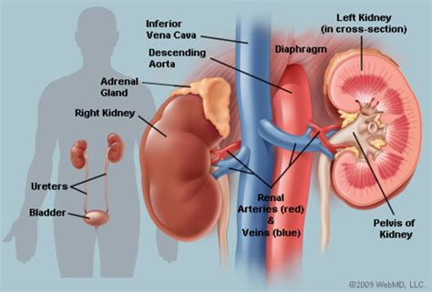Kidneys filter waste out of the bloodstream and maintain the body's level of water. Kidneys (Anatomy): Picture, Function, Conditions, Treatments