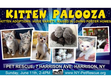 We operate out of foster homes and all animals taken in live in a foster home until an. Kitten Adoption Event Saturday At Pet Rescue - Harrison ...