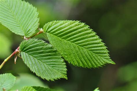 Ulmus laevis pall., variously known as the european white elm,1 fluttering elm, spreading elm, stately elm and, in the usa, the russian elm, is a large the species was first identified, as ulmus laevis, by pallas, in his flora rossica published in 1784.6 the tree is allogamous and is most closely related to. Fladderiep (Ulmus laevis) Biopix foto 80147