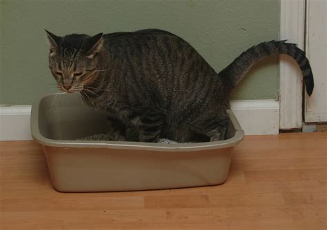 Many senior or disabled cats defecate outside their litter box because of its size, depth or location. In a previous blog article, I talked about cats pooping ...