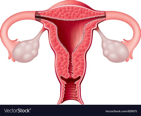 See more ideas about reproductive system, female reproductive system, anatomy. Female reproductive system Royalty Free Vector Image