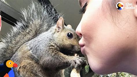 This means that the staff team is currently working on updating or creating this page, so if you have any suggestions or ideas for the page, please contact a staff member or help by adding relevant and accurate information. Squirrel Keeps Visiting Her Human Mom After Her Release ...