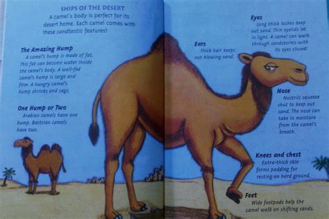 Now this is the second tale, and it tells how the camel got his big hump. when the animals began to work for man, the camel lived in a desert because he was idle and refused to help. Contest # 5: How the Camel got its hump - kidsstoppress