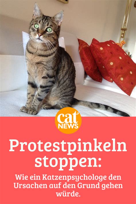 Anders als beim „in die wohnung pinkeln/koten setzen katzen und kater, die markieren, außerdem meist zusätzlich noch ganz normal urin und kot im katzenklo ab. Katzenpsychologie: Gründe für Protestpinkeln erkennen in ...