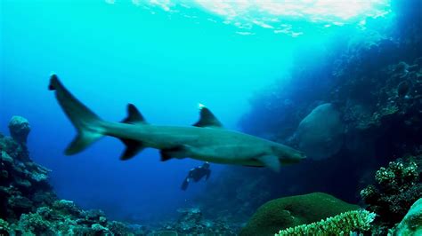 Harbor House Life: Close Encounter with Sharks ... Free download hd or 4k use all videos for free for your projects.