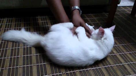 Foto kucing anggora putih lucu. Gambar Kucing Anggora Putih - 81021+ Nama Untuk Kucing ...