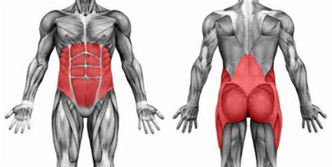 We did not find results for: Bodybuilding Anatomy: Core Muscles • Bodybuilding Wizard