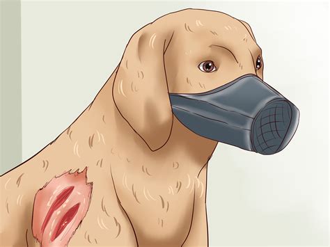 Brushing your dog's teeth is an important part of overall care. 4 Ways to Prevent Dog Bites - wikiHow