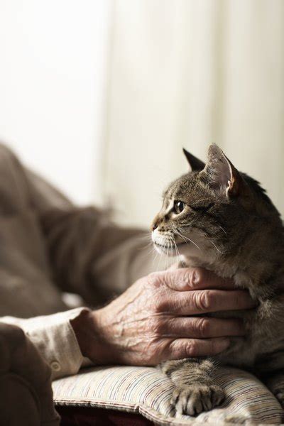 If your once standoffish elderly cat suddenly becomes. Subcutaneous Hard Nodules in Cats - Pets