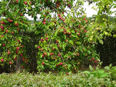 Das beliebte obst kann von vielen krankheiten befallen werden. Apfelbaum Foto & Bild | pflanzen, pilze & flechten ...