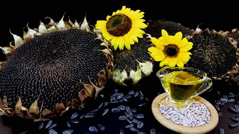 Manfaat bunga matahari untuk pertanian. Cara Mengatasi Kulit Kering dengan Bahan Alternatif | Info ...