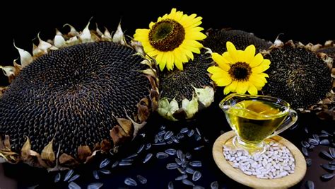 Sifat natural bunga, daun, atau bagian lain dari tanaman yang selalu tumbuh menghadap atau mengikuti arah matahari ini dalam dunia botani disebut dengan perilaku heliotropik. Cara Mengatasi Kulit Kering dengan Bahan Alternatif | Info ...