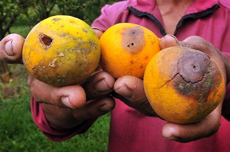 Obat demam berdarah alami tidak hanya jambu biji merah. Nasa Sukabumi: Pengendalian Lalat Buah Oleh Produk Nasa