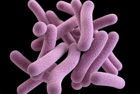 Ending tuberculosis is a race against time and drug resistance. Gut Microbes Altered Long After Finishing Tuberculosis ...