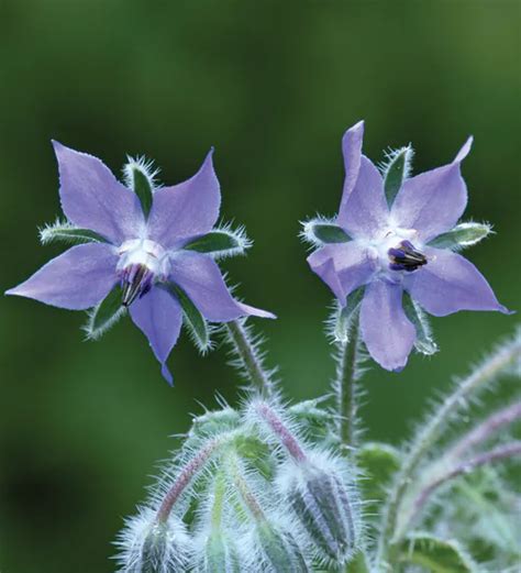 Easy edible candied pansies candied flowers are an easy and elegant garnish to make. Buy Borago officinalis | Blue Borage in 2020 | Edible ...