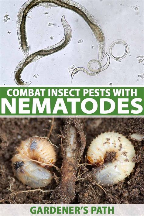 The larvae of these black elongated beetles with. Use Beneficial Nematodes to Combat Insect Pests | Organic ...