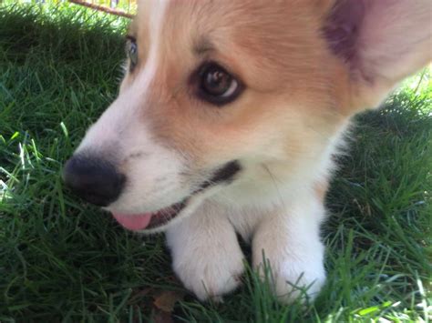 Come by and uncover webpages that are similar to craigslist portland. Corgi Puppies Portland | PETSIDI