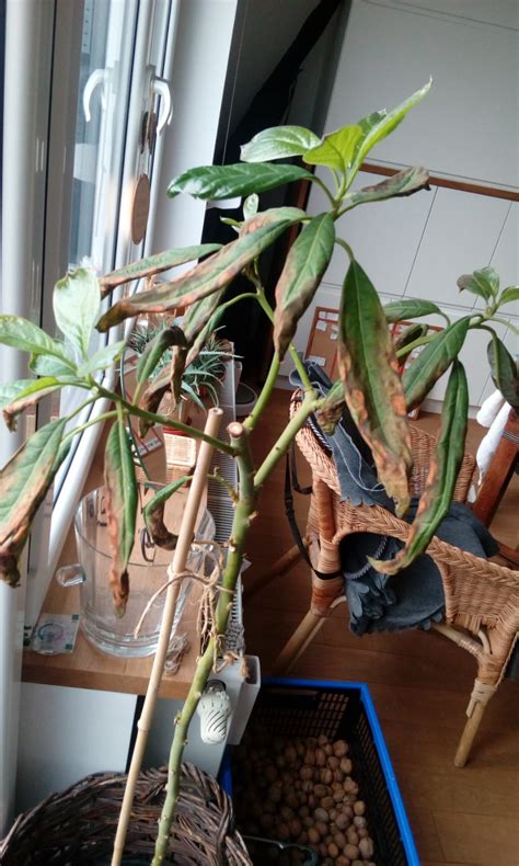 While growing, cacti and succulents should be watered at least. How to fix my indoor potted avocado plant? - Gardening ...