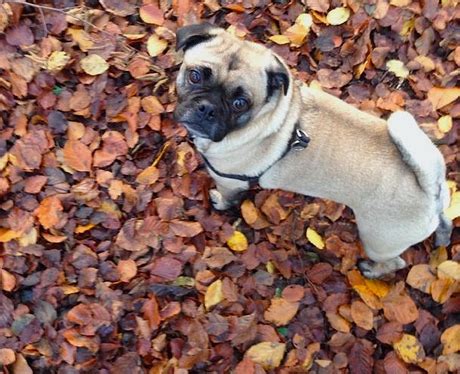 In one of the pictures a shirtless gray stands behind her, touching her shoulders. Harvey - Pop Pooches: Can You Guess The Celebs These Pups ...