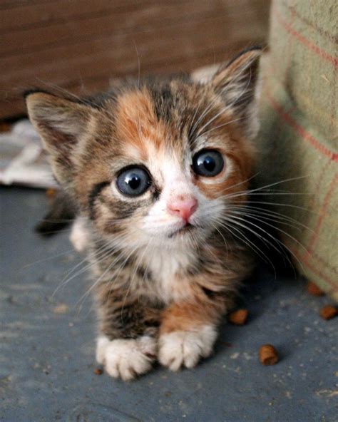 It's a sub for pictures of cute cats. A Cute Little Kitten - Cats Photo (36498604) - Fanpop