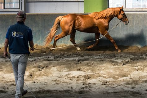 Check spelling or type a new query. 【競馬】イケメン・美形な競走馬まとめ。グッドルッキン ...