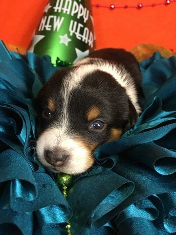 Good with other dogs when socialized while a puppy; Litter of 4 Cowboy Corgi puppies for sale in BEMIDJI, MN ...