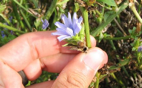 Es lebt als wildpflanze an straßenrändern in. La chicorée : un puissant prébiotique - Traitements ...