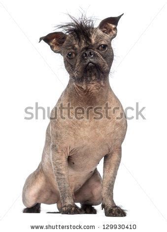 The chinese crested dog is considered among the best companion breeds for a number of reasons: Hairless Mixed-breed dog, mix between a French bulldog and ...