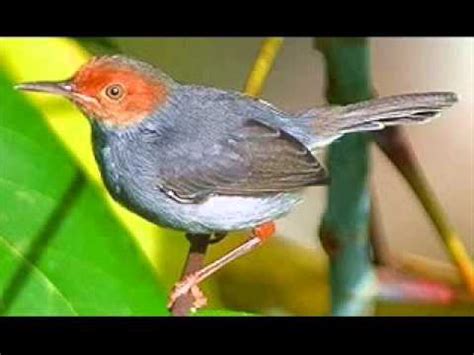 Siyulan merdu flamboyan betina gacor merangsang flamboyan jantan cepat gacor. suara burung prenjak betina - YouTube