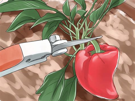 The best pepper plants to grow inside are smaller peppers such as pequins, chiltepins, habaneros and thai peppers, or small ornamental varieties. Grow Chili Peppers Indoors | Stuffed peppers, Growing bell peppers, Chili