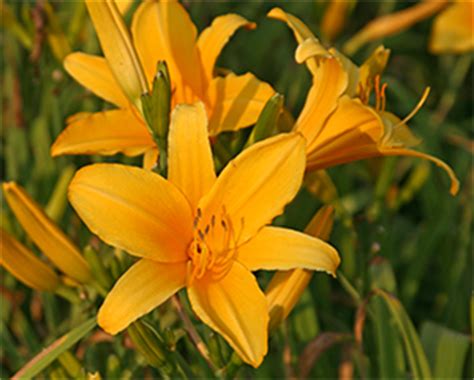 This daylily variety grows up to 26 inches tall and requires full sun for best blooming. Daylily Food & Wine Festival at Viette's