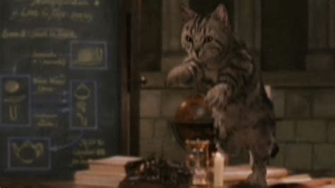 Moving house is a stressful period for everyone involved, not least your cat. Harry Potter and the Philosopher's Stone (2001) - Cinema Cats