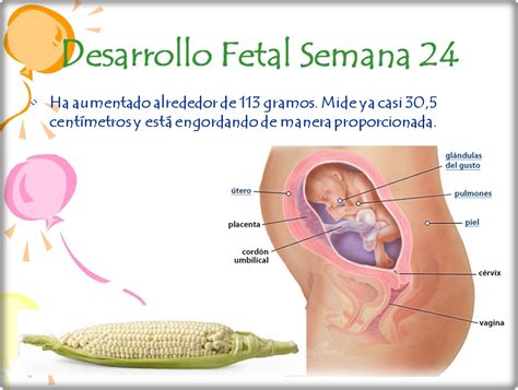 Semana 21 y 22 de embarazo semana a semana, por ginecologa diana alvarez. DESARROLLO FETAL: DESARROLLO FETAL (2° a 5° mes de embarazo)
