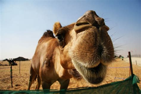 So, the camel went away to. Pin on Yay Animals