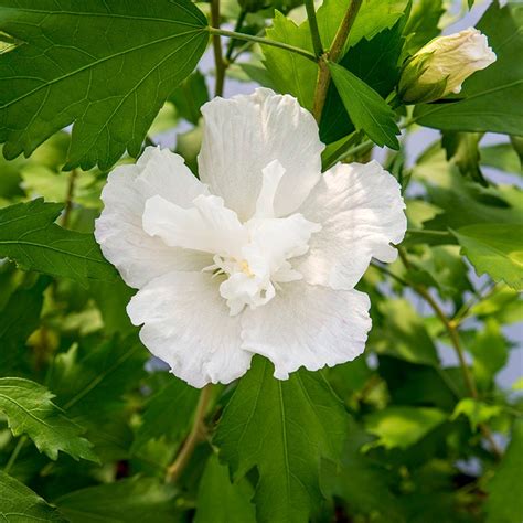 The brilliant white blooms and hibiscus syriacus originates in asia, and has been cultivated in uk gardens since the 16th century. Ketmia, Hibiskus syryjski - NOWOŚĆ, KOLUMNOWY POKRÓJ ...