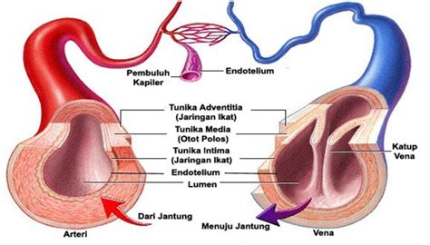 We did not find results for: Pengertian Pembuluh Darah : Letak, Fungsi, Macam Jenis dan ...