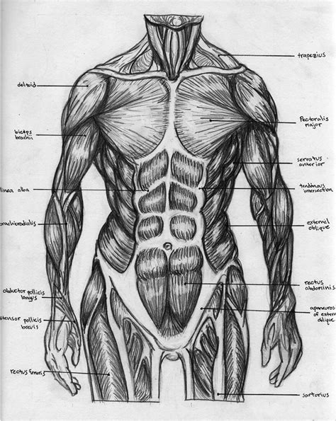 Check spelling or type a new query. Torso Anatomy Chart - Budget Mini Torso Model 15 Part Xc ...