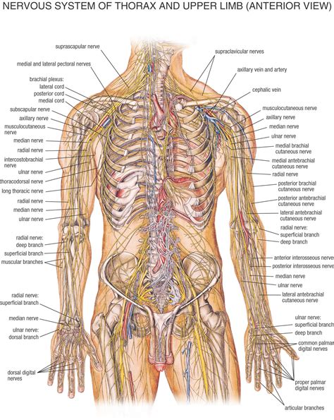 An introduction to anatomy a. ANATOMY - MAVIDANO 💪 PERSONAL TRAINING