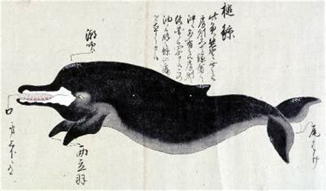 Berardius bairdii have a limited range within the northern pacific ocean. 「四つ歯のクジーラ」はツチクジラです。下あごに4本だけの歯。どうやって食べるの？不思議なクジラ