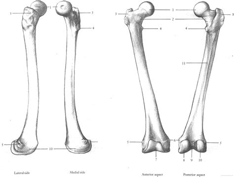 How to draw a human bone leg. omplete-femur-upper-leg-bone.png (PNG Image, 2711 × 2052 ...