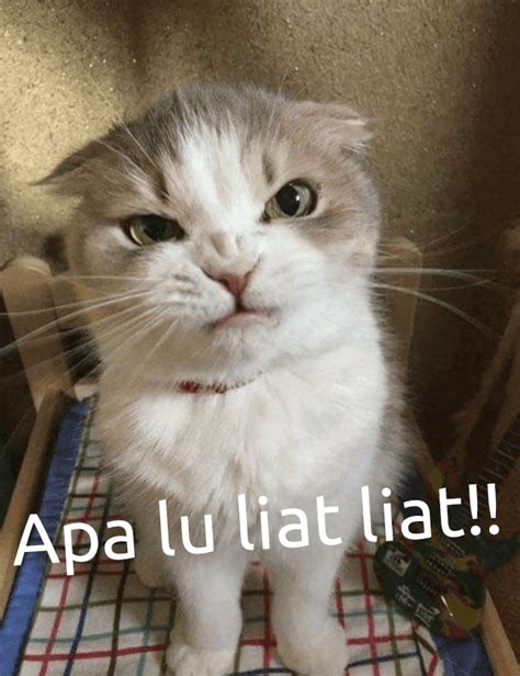 20 liat gambar lucu banget ktawacom ayo ketawa via ktawa.com. Kumpulan stiker WA Kucing Lucu - Teyengnulis.com