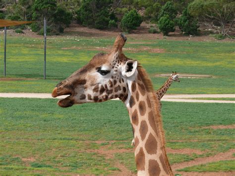 Monitors └ monitors, projectors & accs └ computers/tablets & networking все fotga a50tl 5 pollici fhd ips video monitor su campo 3d lut 1920 * 1080 s7s9. Monarto Zoo | Giraffe's feeding time | Paul Hempsall | Flickr